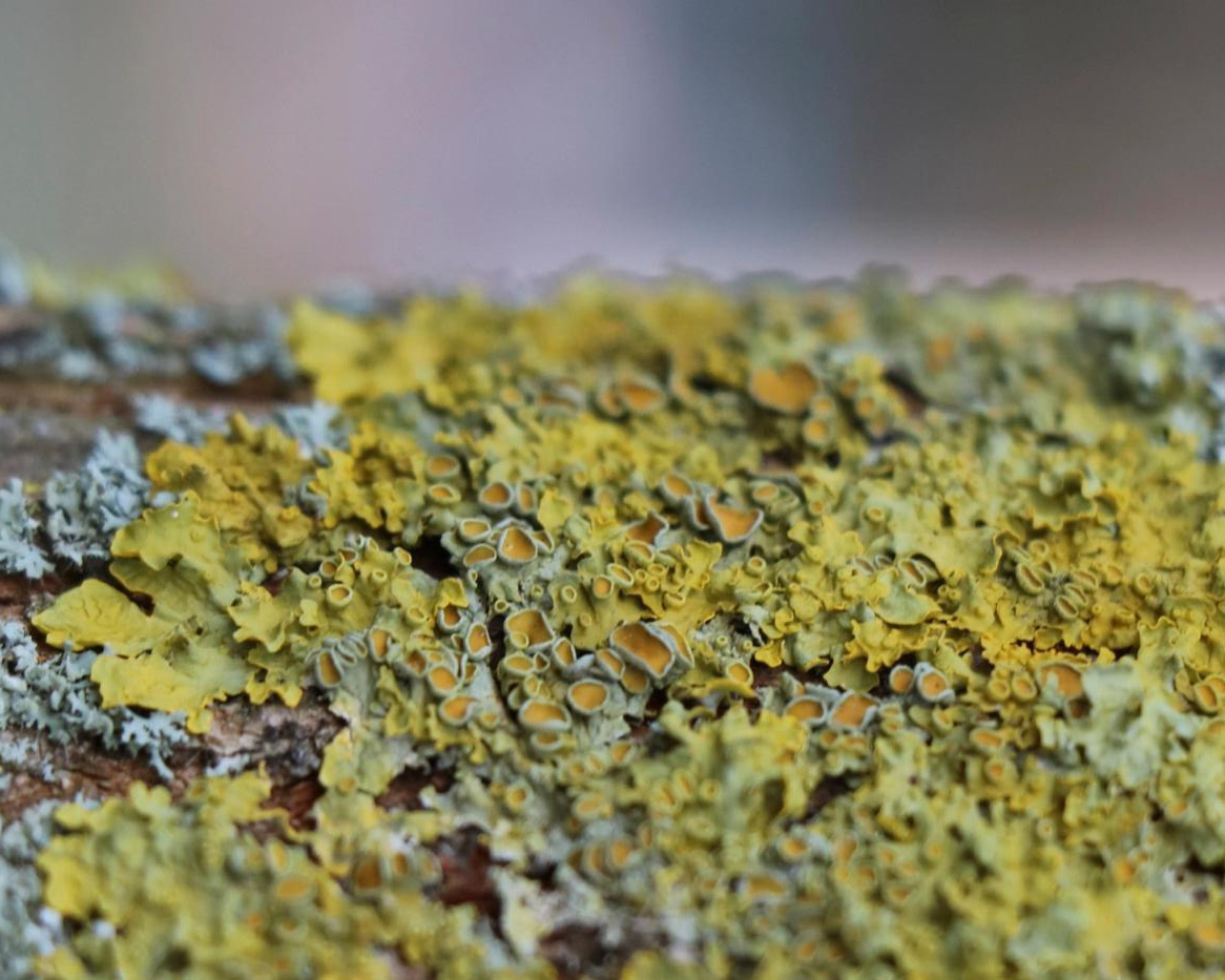 yellow lichen